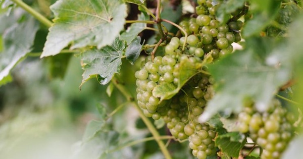 Knightor Winery - Grape Picking