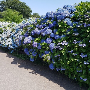 Hydrangeas